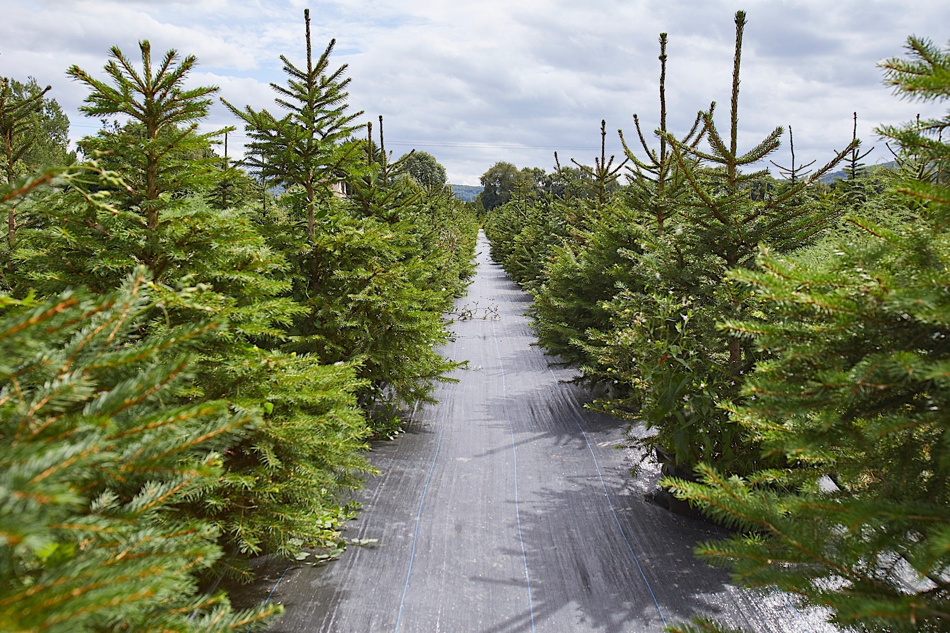 Trees For Renter Rent a big tree - London Christmas Tree Rental - Holly Berry Trees ...